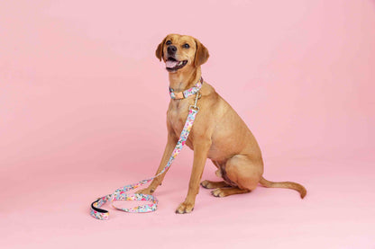 Emery dog collar — additional photo 4