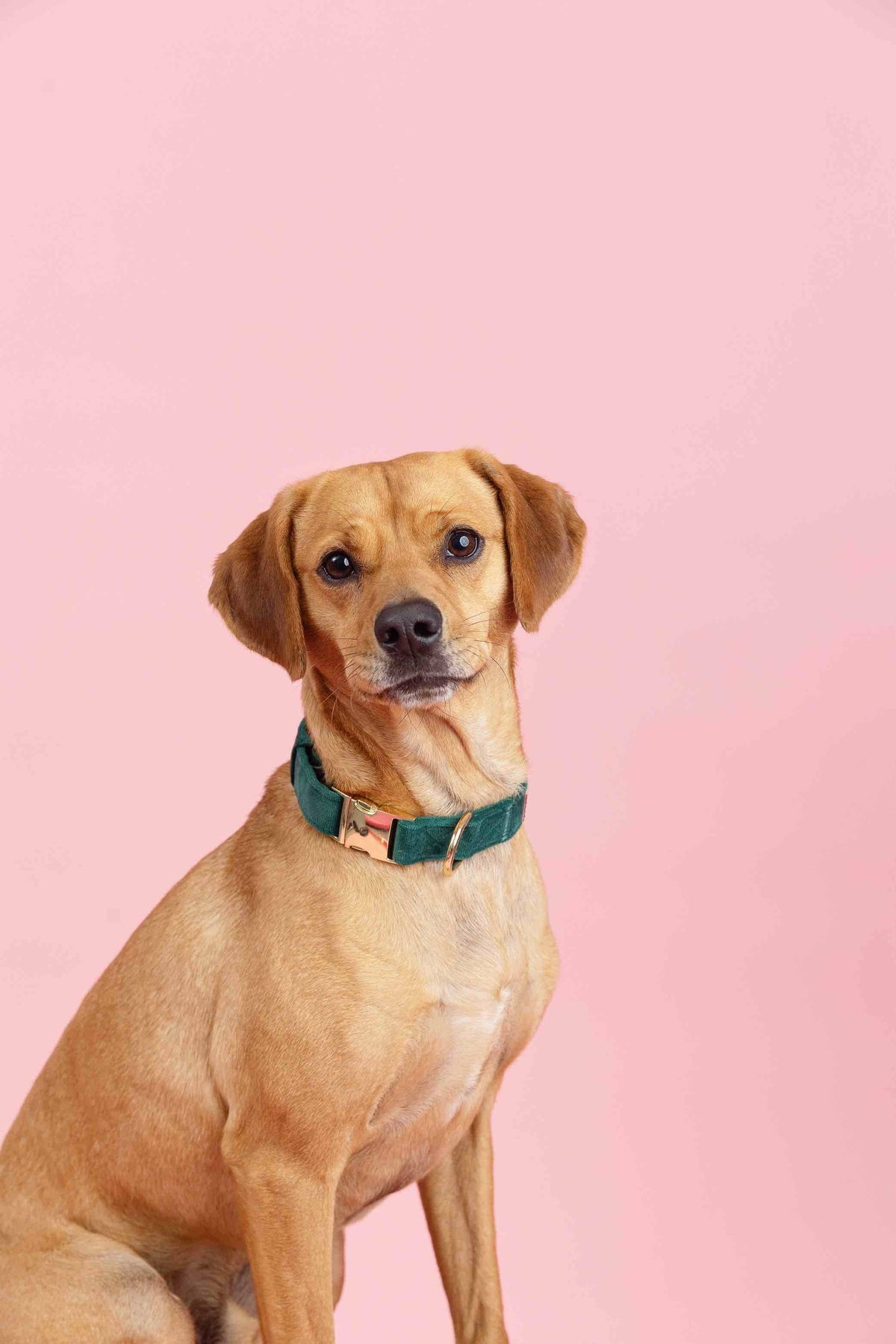 Rue dog collar — additional photo 7