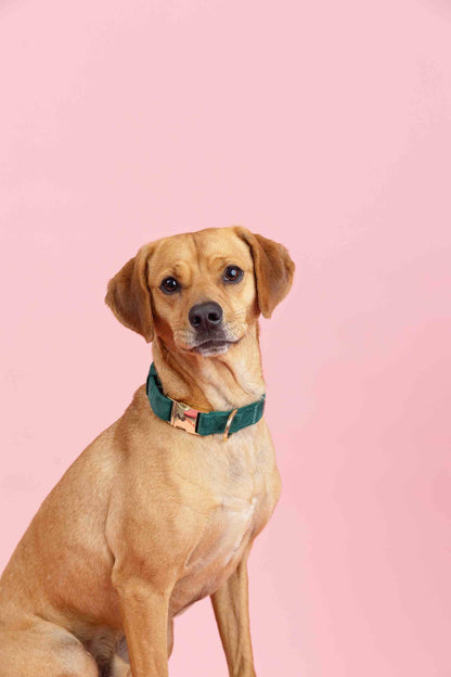 Rue dog collar — additional photo 7