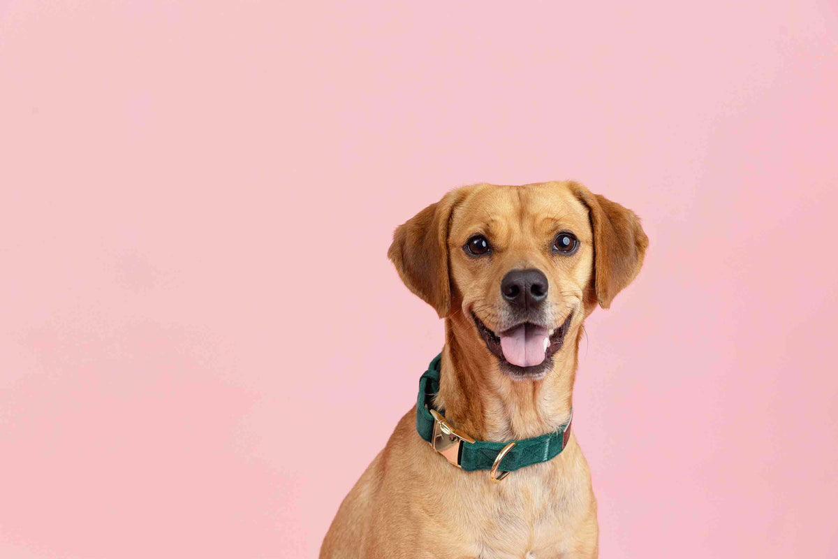 Rue dog collar — additional photo 6