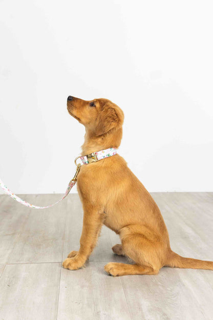 Isabella dog collar — additional photo 3