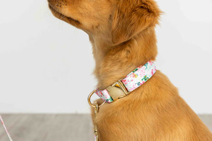 Isabella dog collar — additional photo 4
