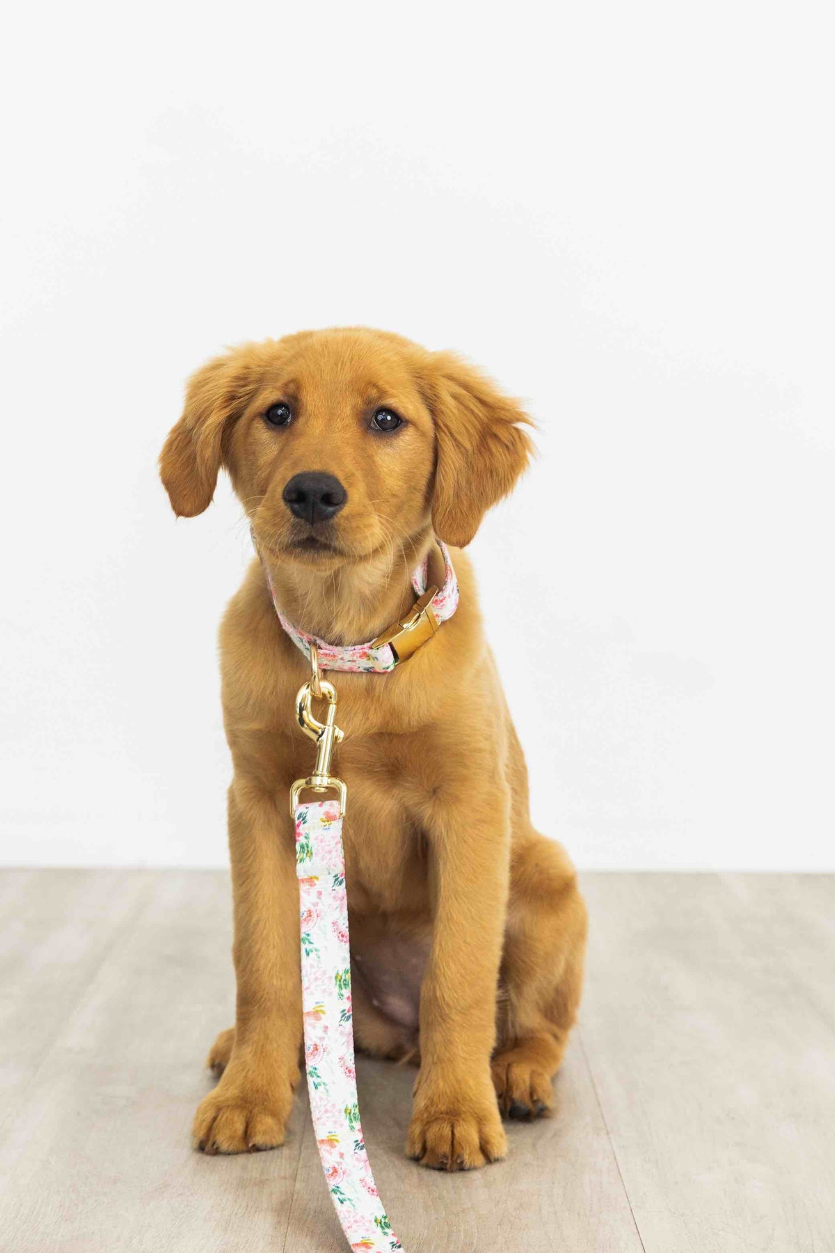 Isabella dog collar — additional photo 6