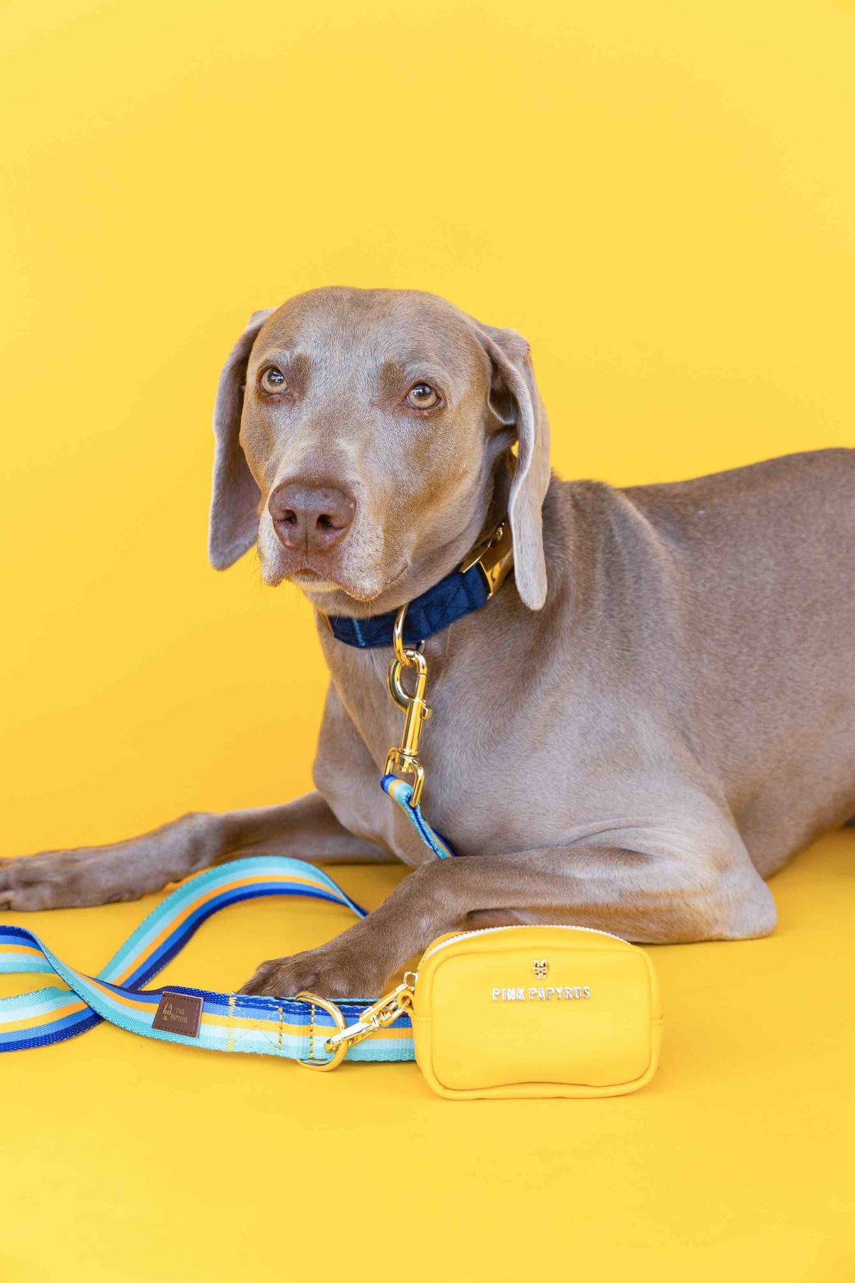Milo dog leash — additional photo 3