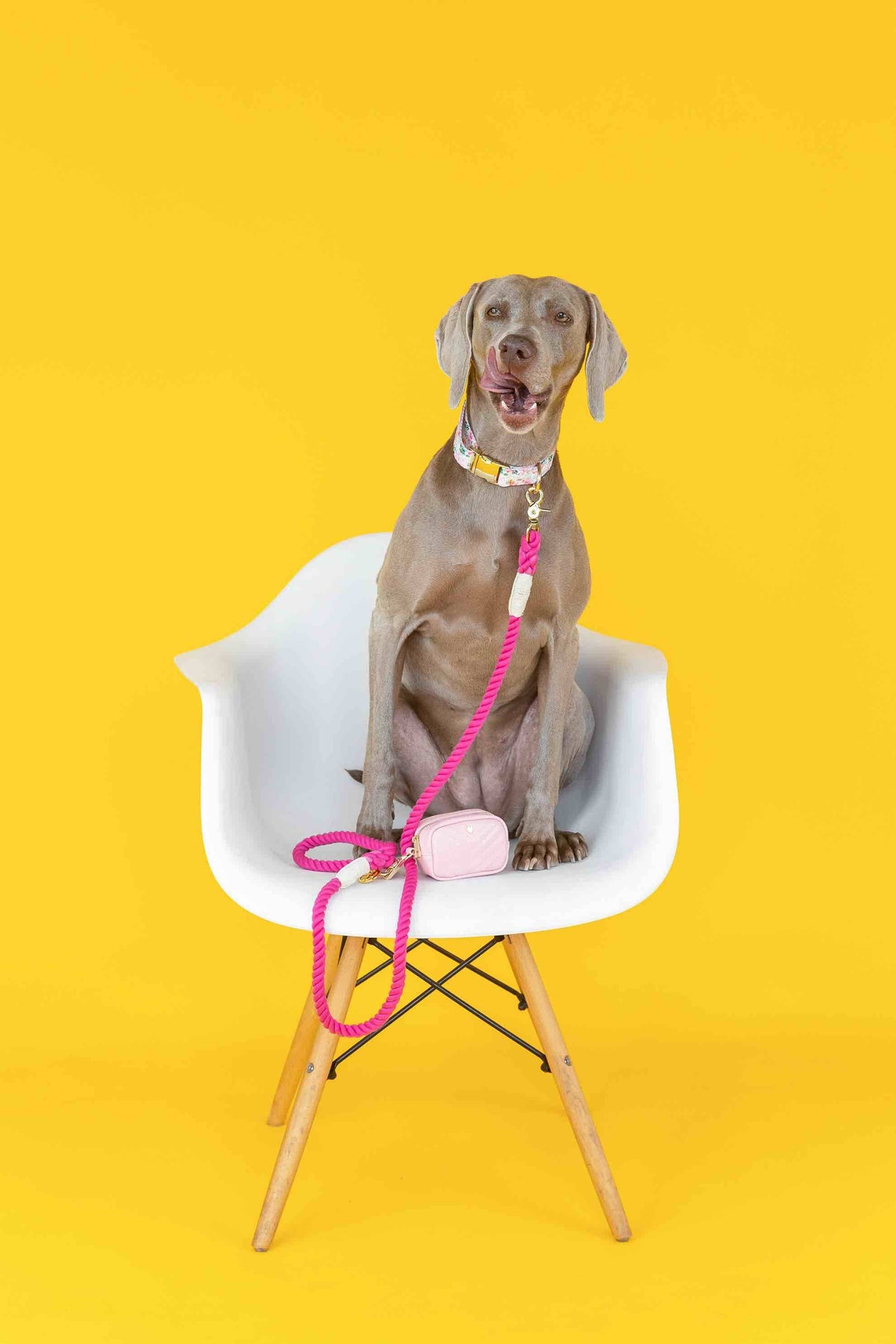 Isabella dog collar — additional photo 7