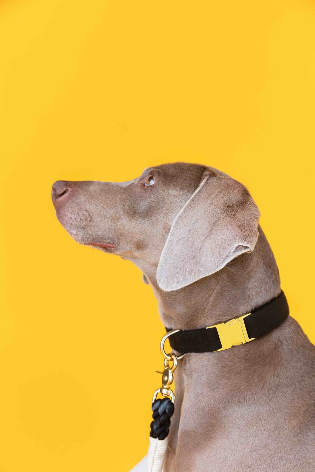 Ryan dog collar — additional photo 4