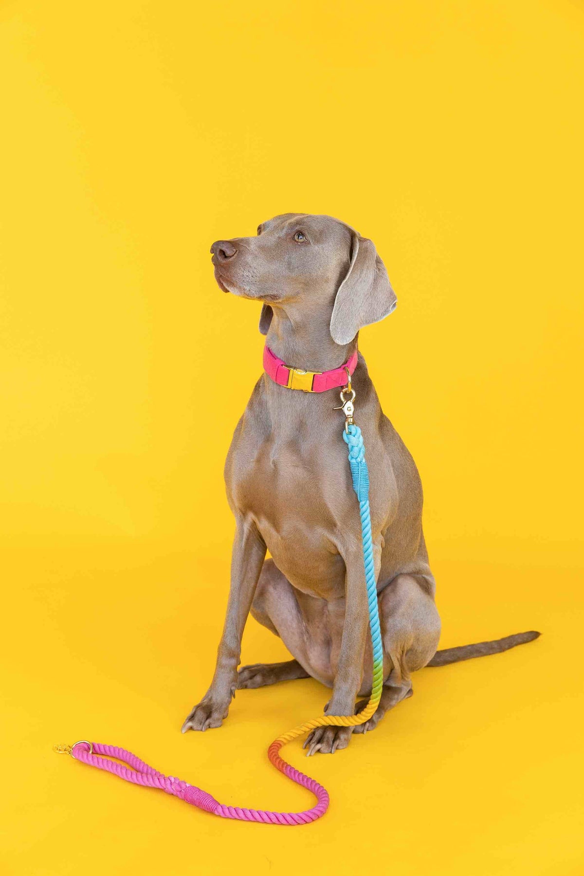 Marley rope dog leash — additional photo 10