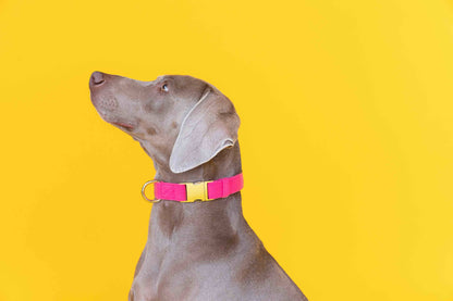 Antoinette dog collar — additional photo 3