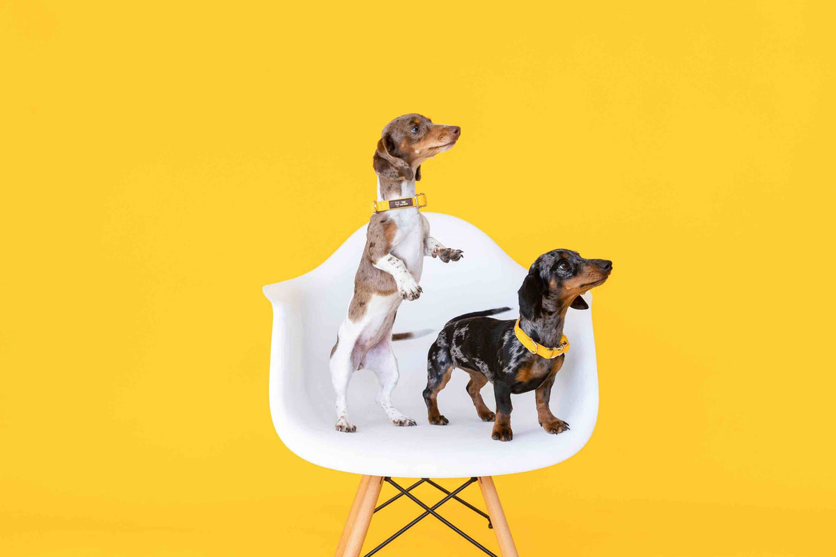 Nova dog collar — additional photo 6