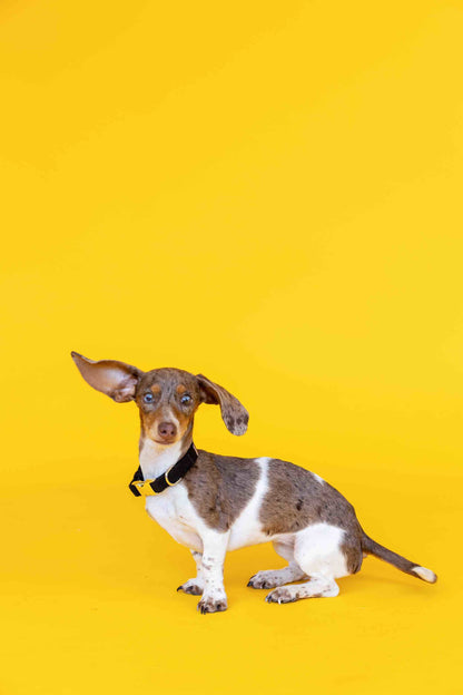 Ryan dog collar — additional photo 6