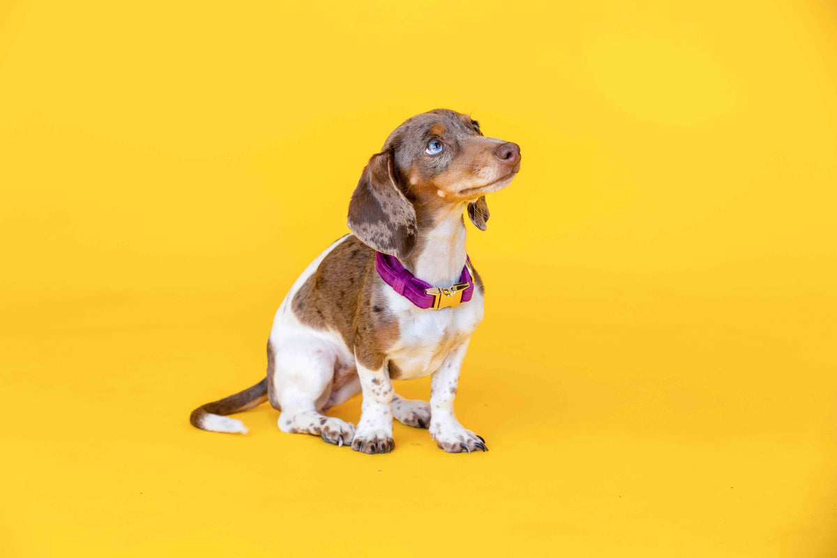 August dog collar — additional photo 6