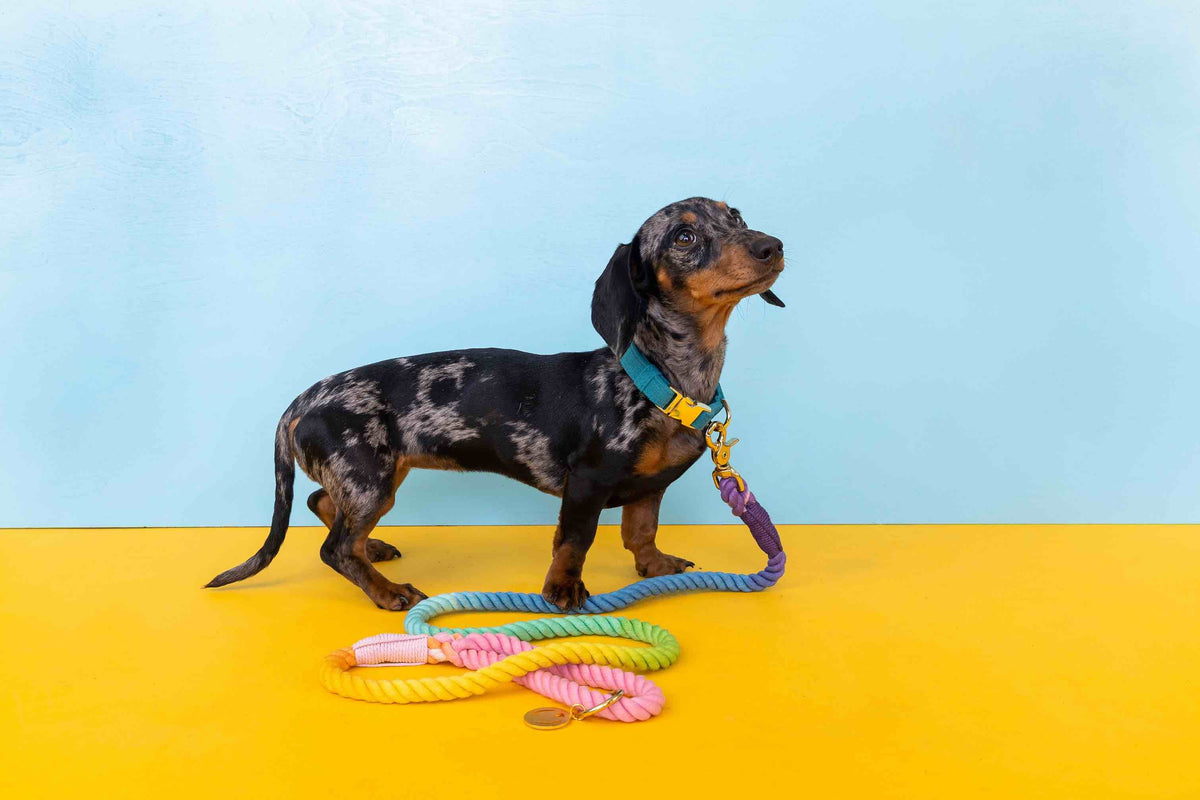Nola rope dog leash — additional photo 5