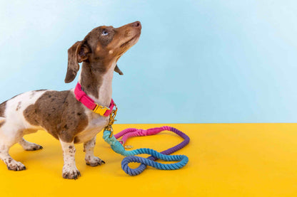 Pixie rope dog leash — additional photo 6