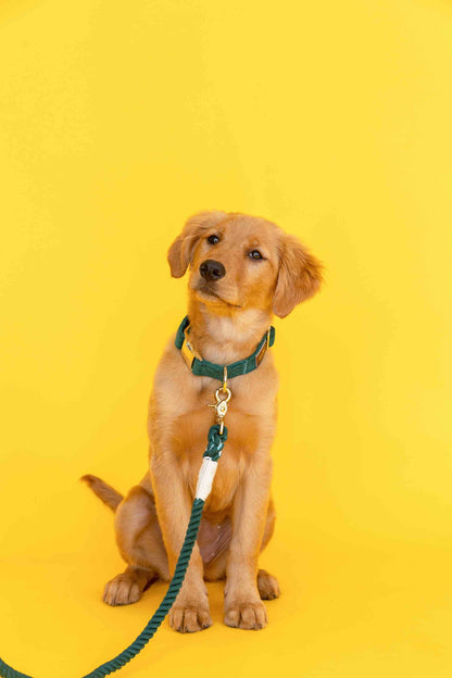 Sam rope dog leash — additional photo 5