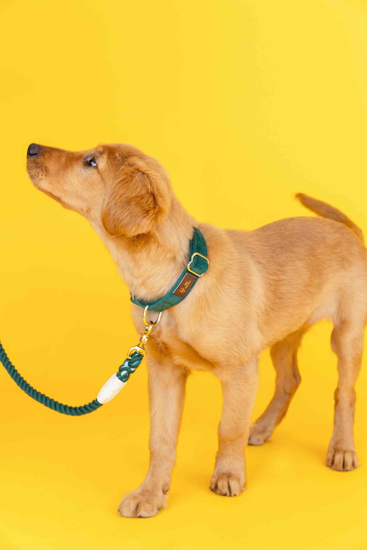 Rue dog collar — additional photo 3