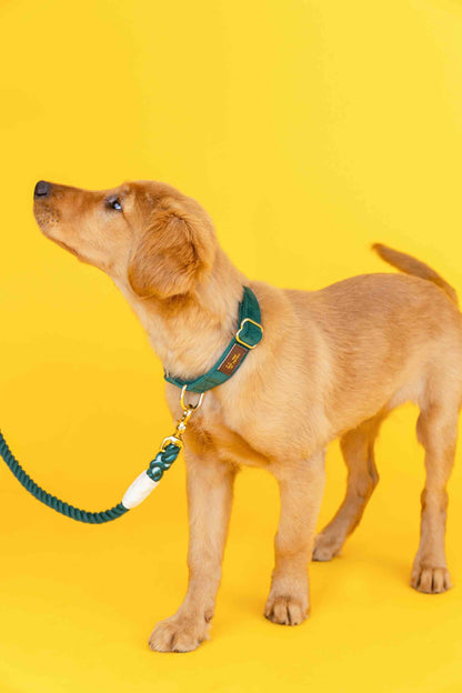 Rue dog collar — additional photo 3