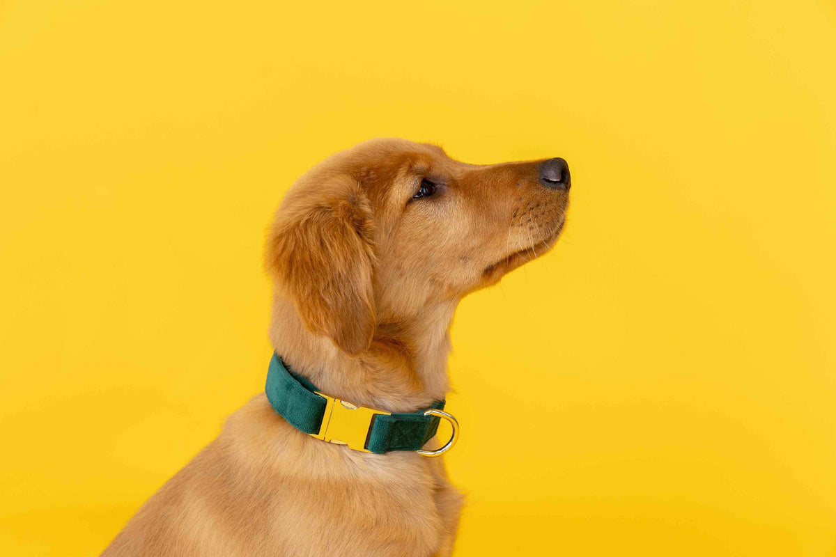 Rue dog collar — additional photo 4