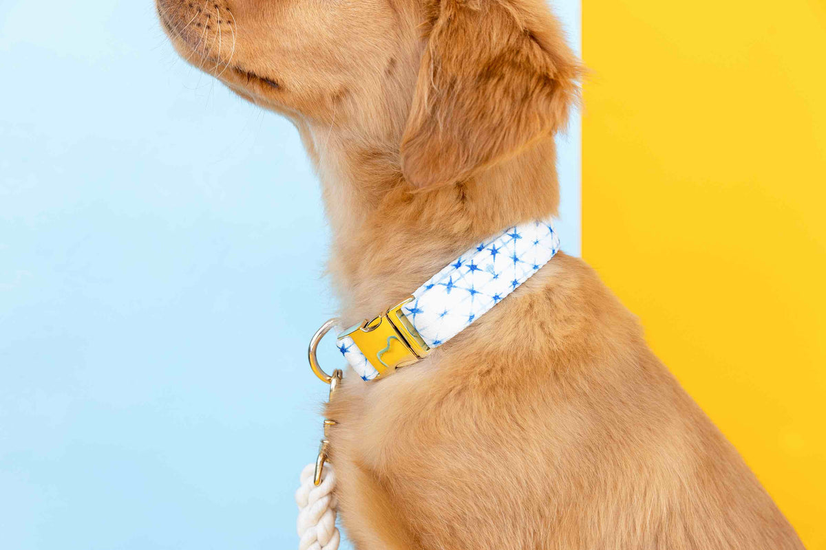 Drew dog collar — additional photo 4