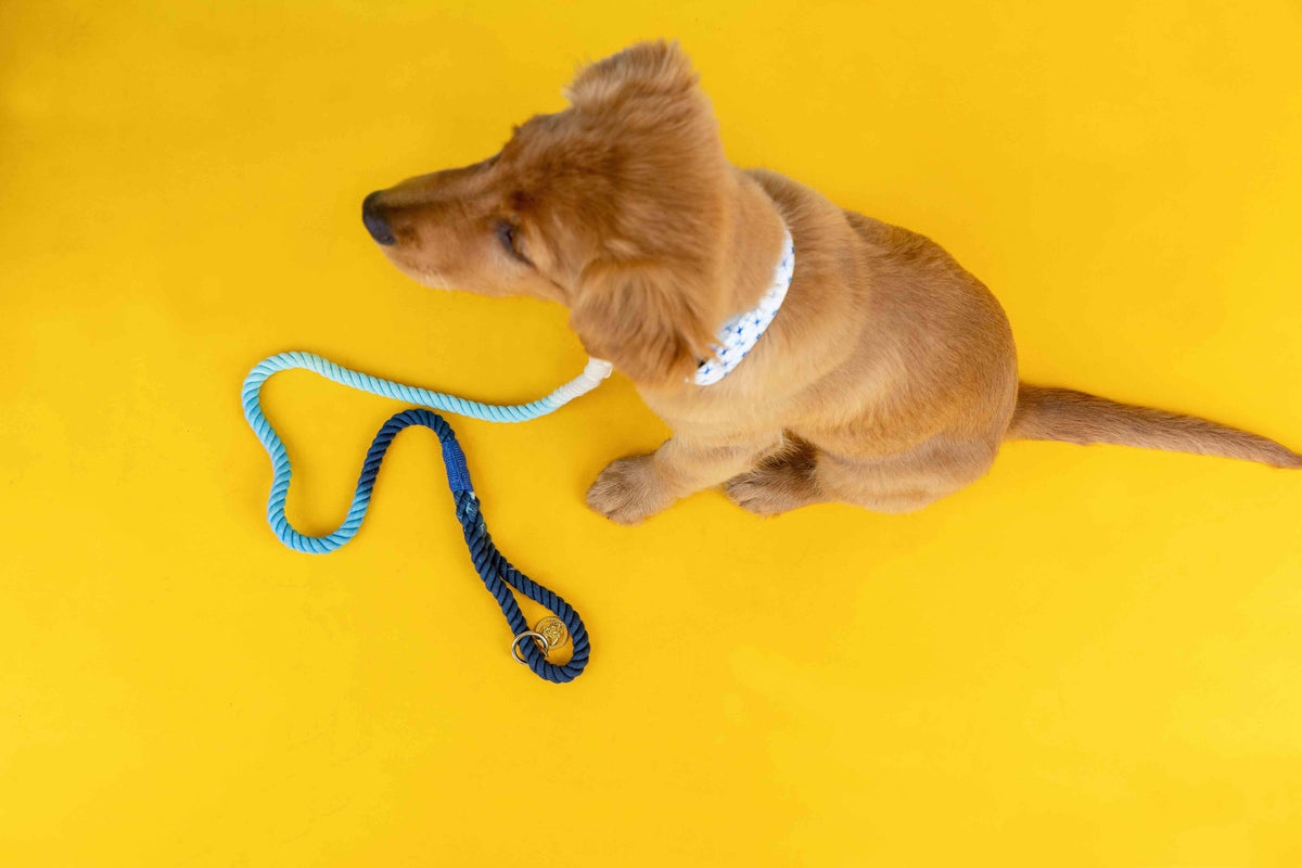 Kennedy rope dog leash — additional photo 5