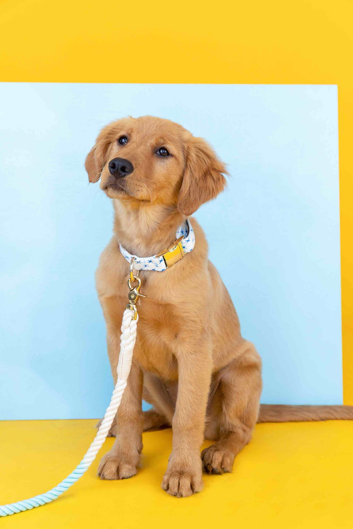 Drew dog collar — additional photo 3