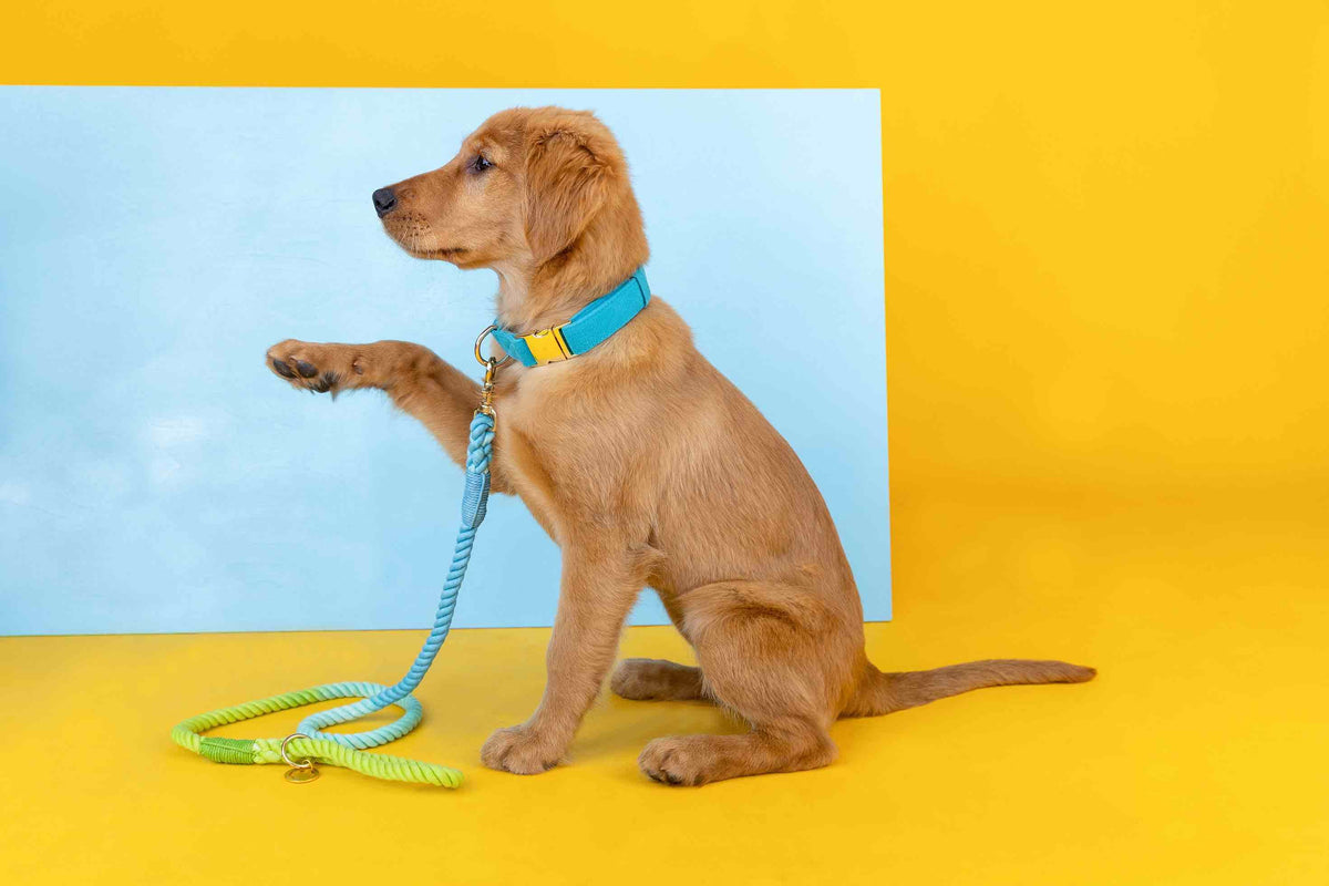 Hayden dog collar — additional photo 6