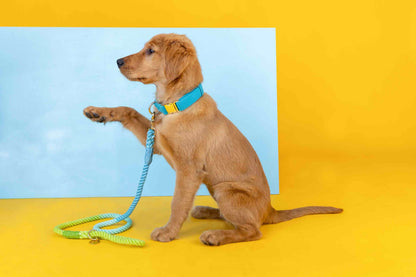 Hayden dog collar — additional photo 6