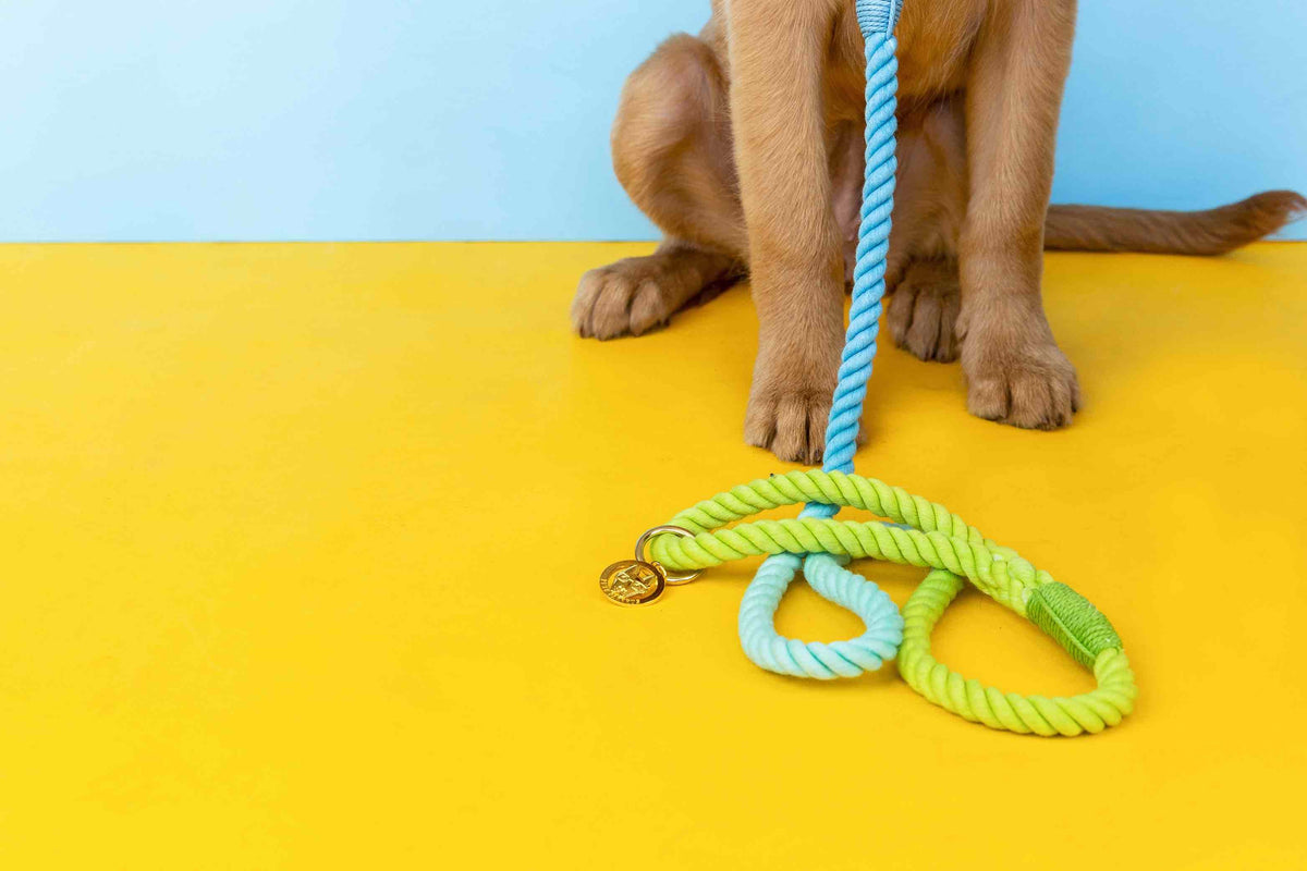 Alexandria rope dog leash — additional photo 6
