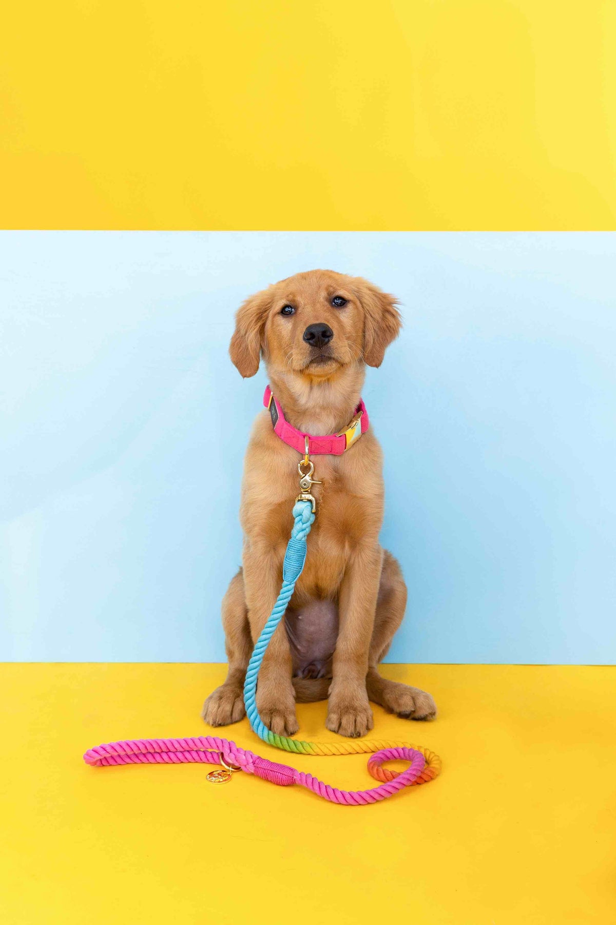 Antoinette dog collar — additional photo 5