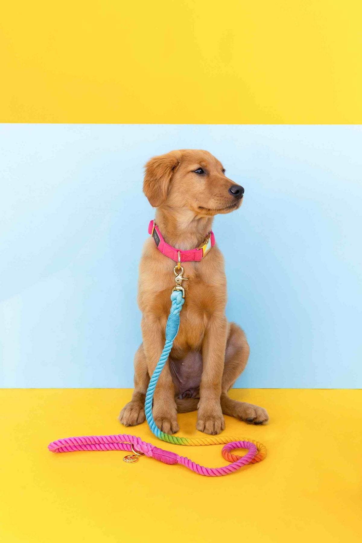 Marley rope dog leash — additional photo 9