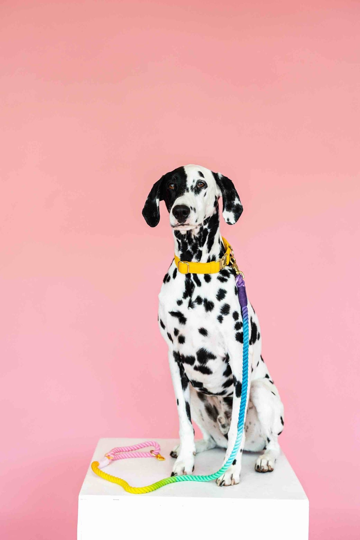 Nola rope dog leash — additional photo 2