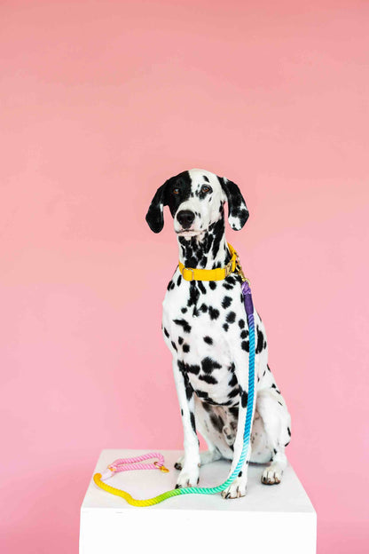 Nola rope dog leash — additional photo 2