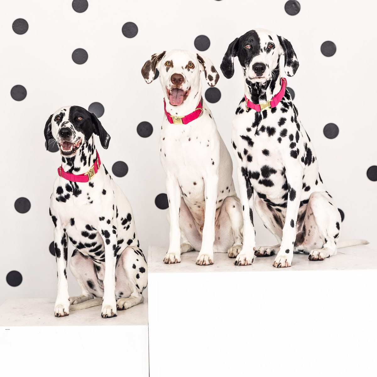 Antoinette dog collar — additional photo 7