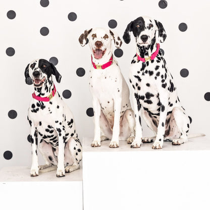 Antoinette dog collar — additional photo 7