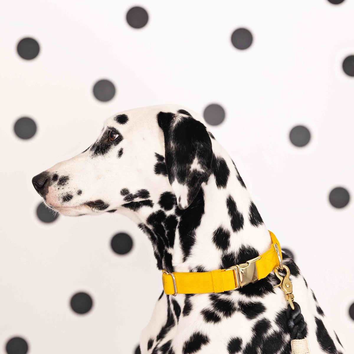 Nova dog collar — additional photo 4