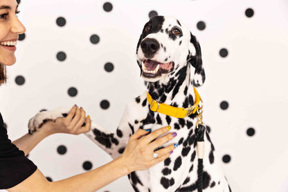 Nova dog collar — additional photo 3