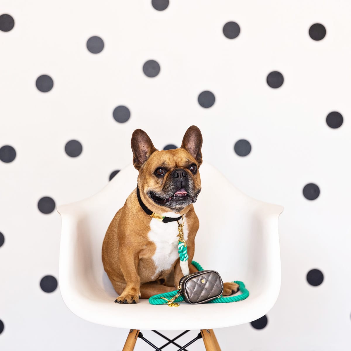 Ariel rope dog leash — additional photo 6