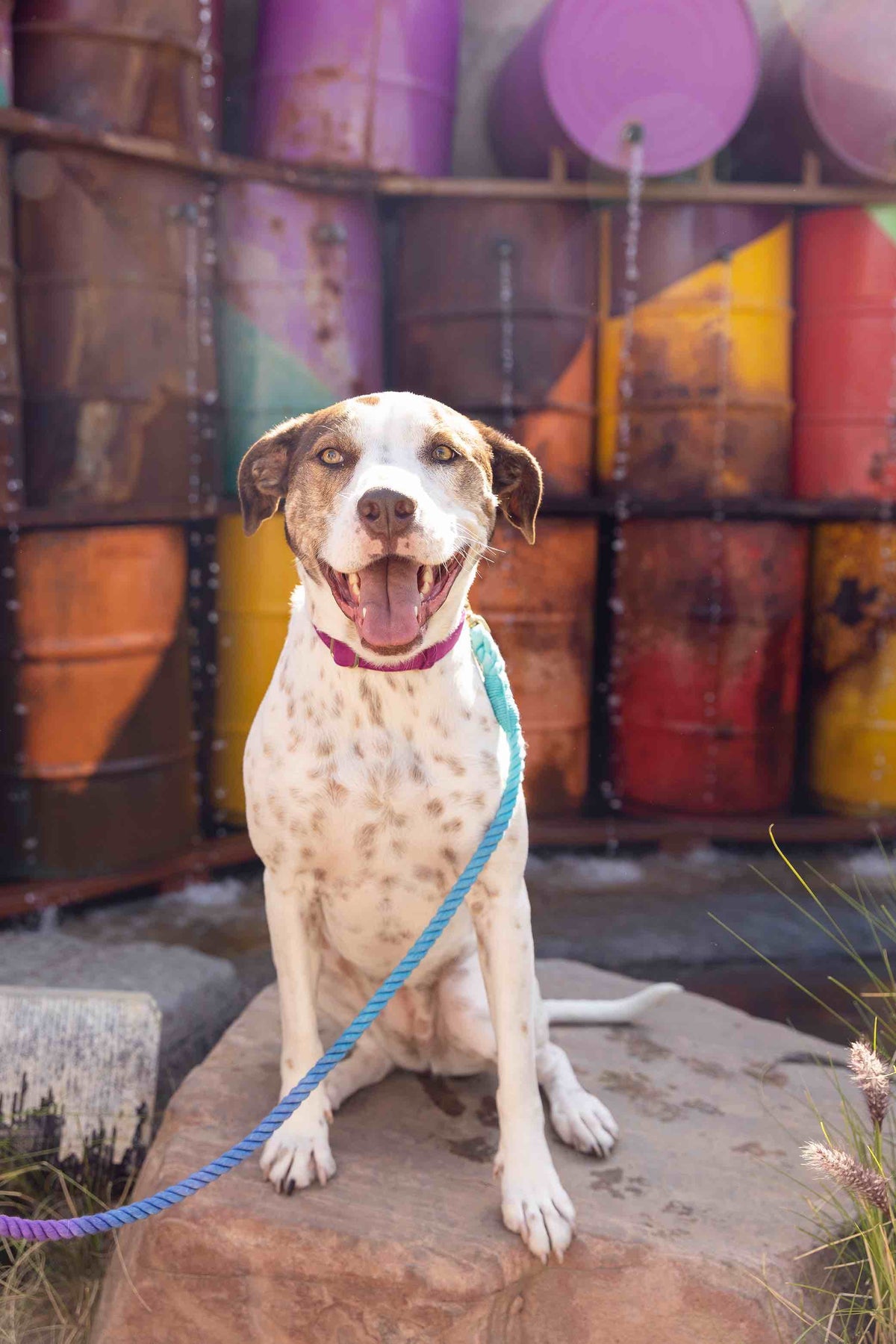Pixie rope dog leash — additional photo 7