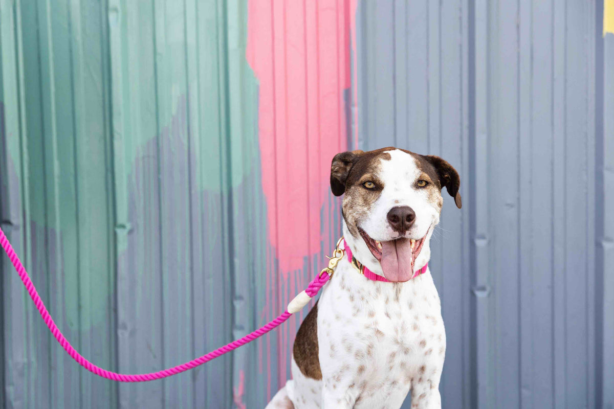 Christine rope dog leash — additional photo 5