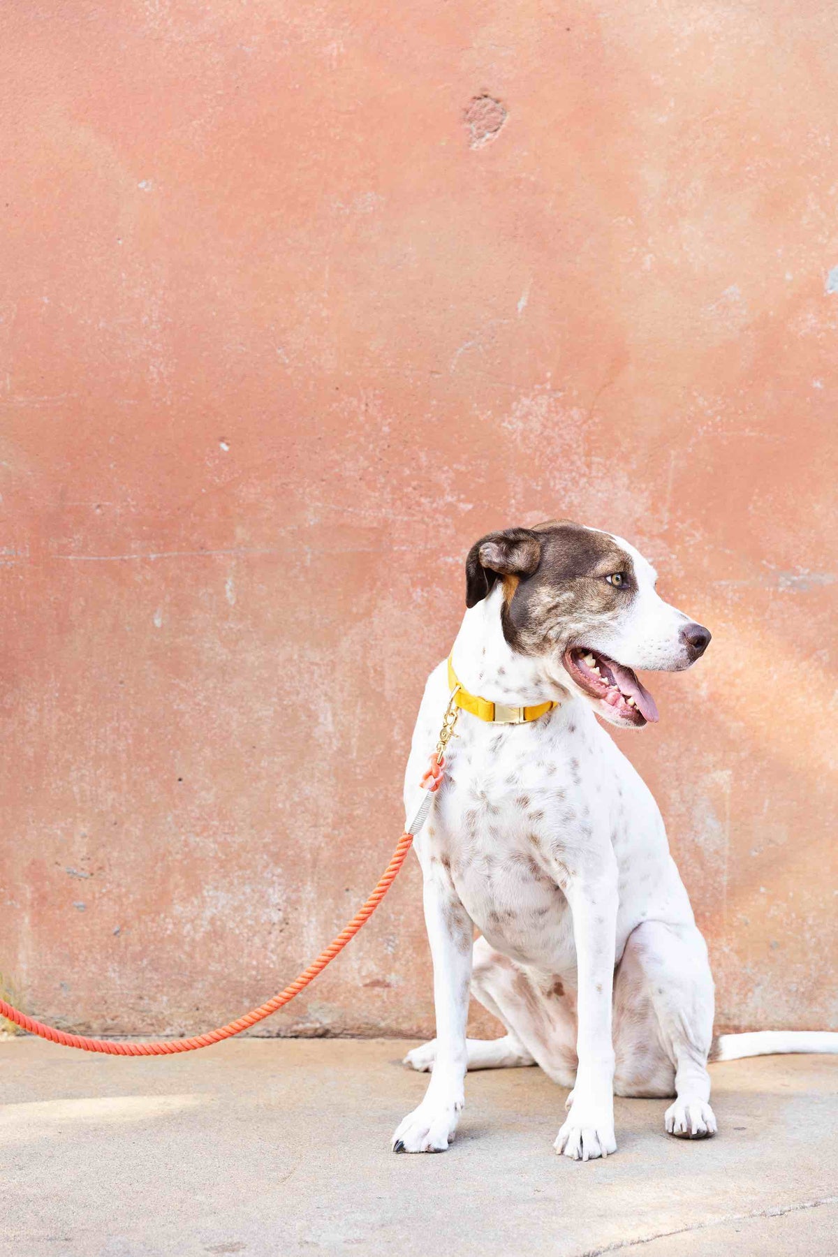 Cora rope dog leash — additional photo 7