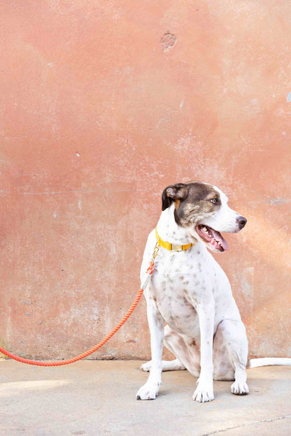Cora rope dog leash — additional photo 7
