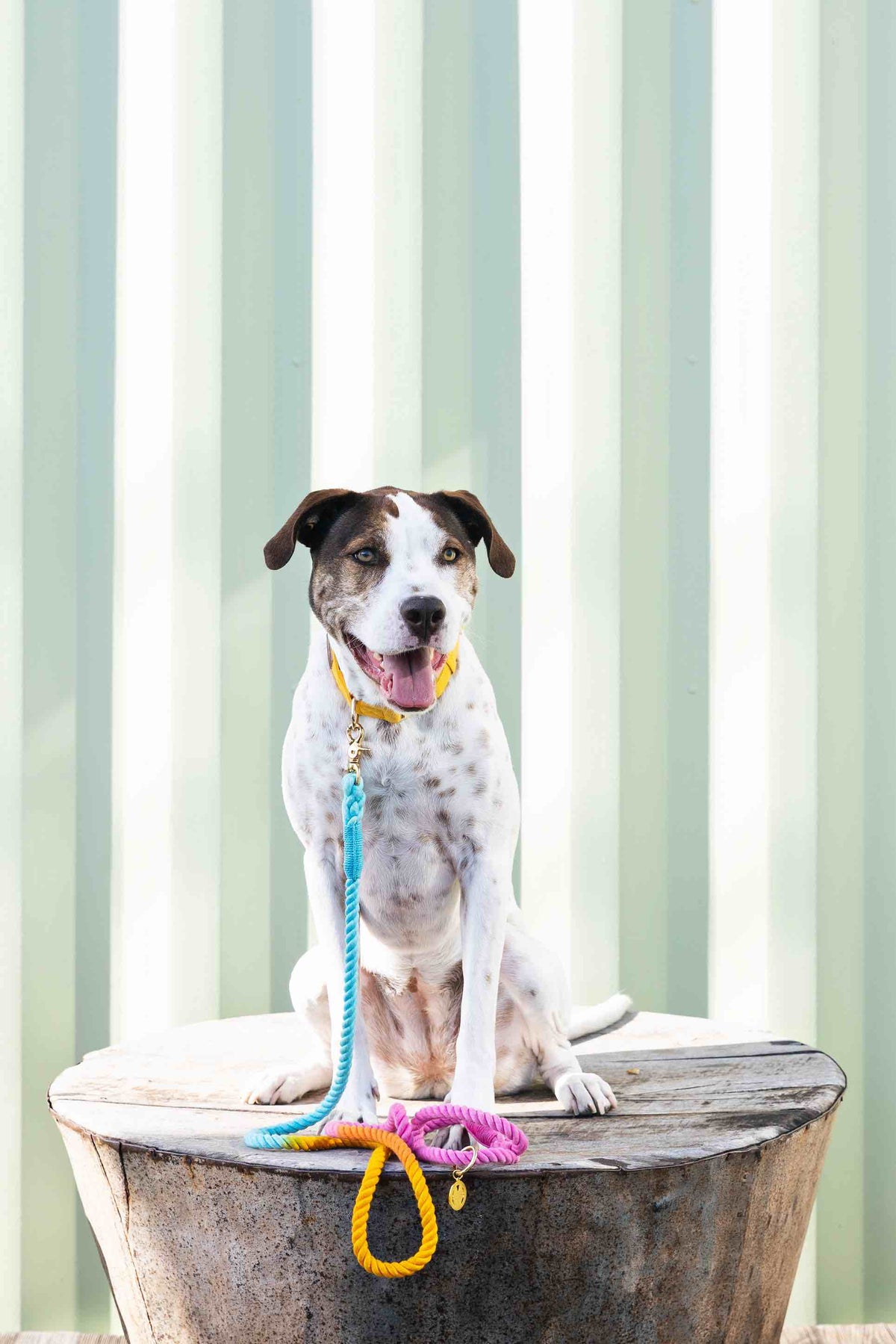 Marley rope dog leash — additional photo 11