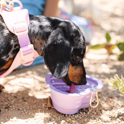 Lavender Heart Collapsible Dog Bowl — additional photo 5