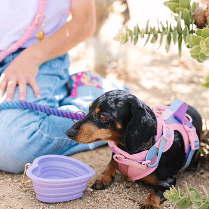Lavender Heart Collapsible Dog Bowl — additional photo 4