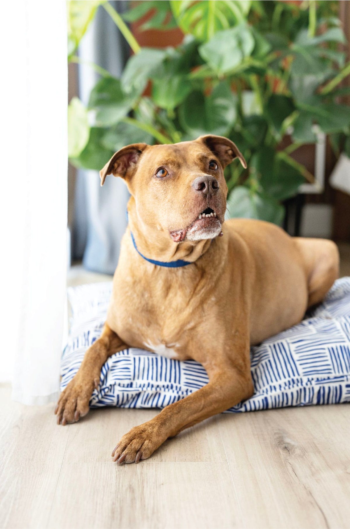 Quinn dog bed — additional photo 4