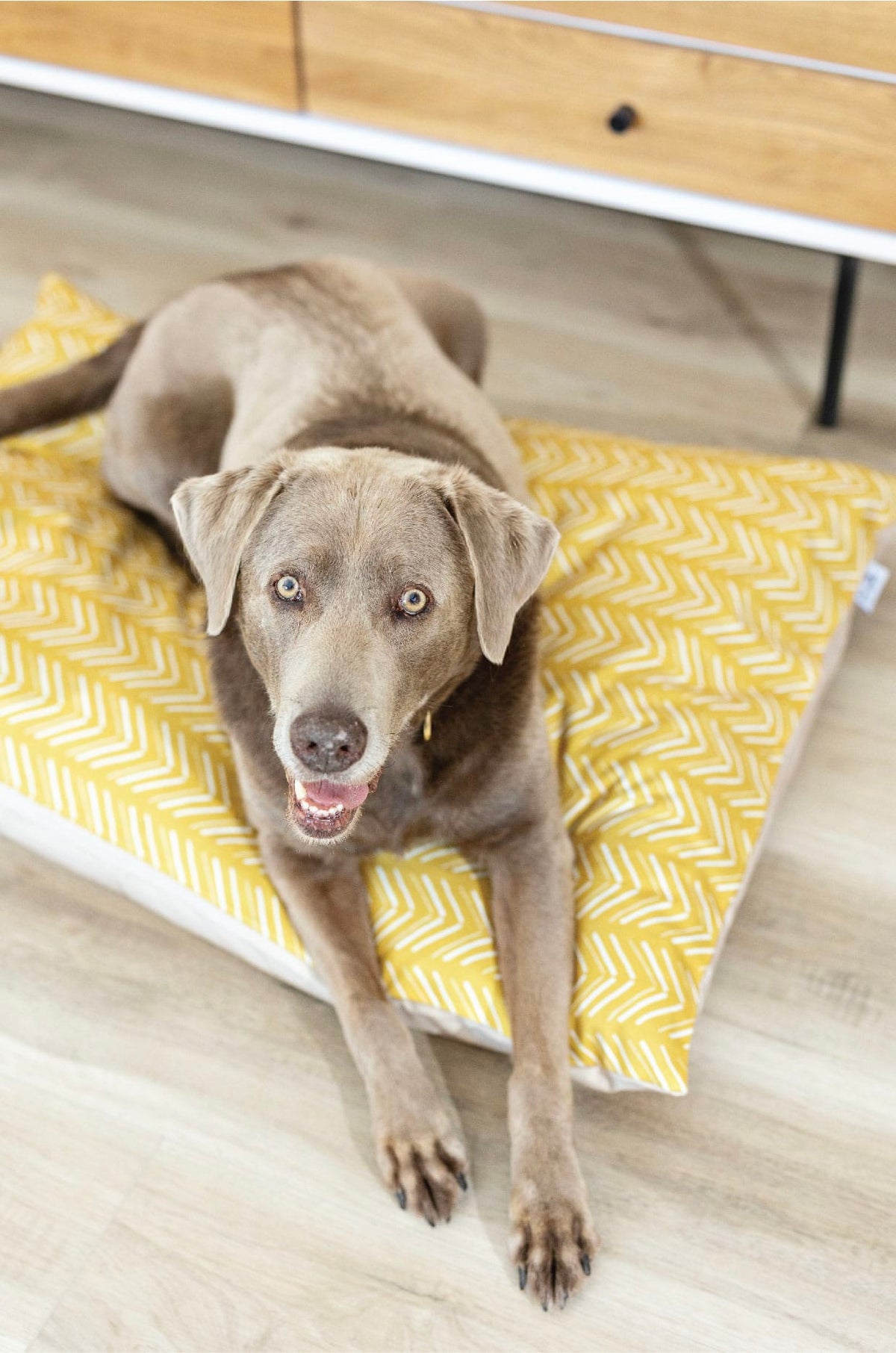 Rafa dog bed — additional photo 2
