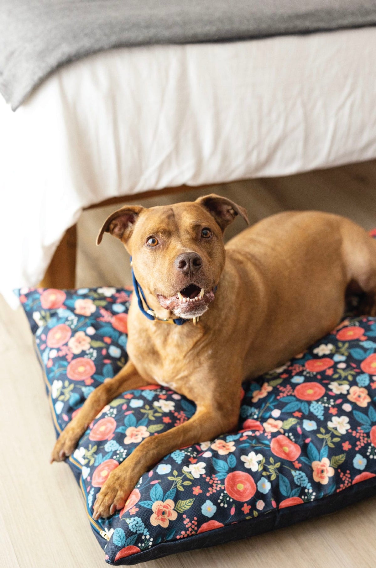 Riley dog bed — additional photo 5