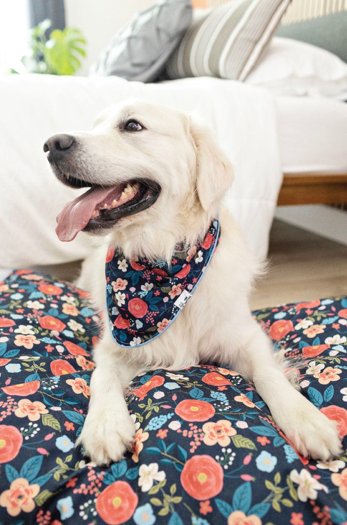 Riley dog bed — additional photo 6