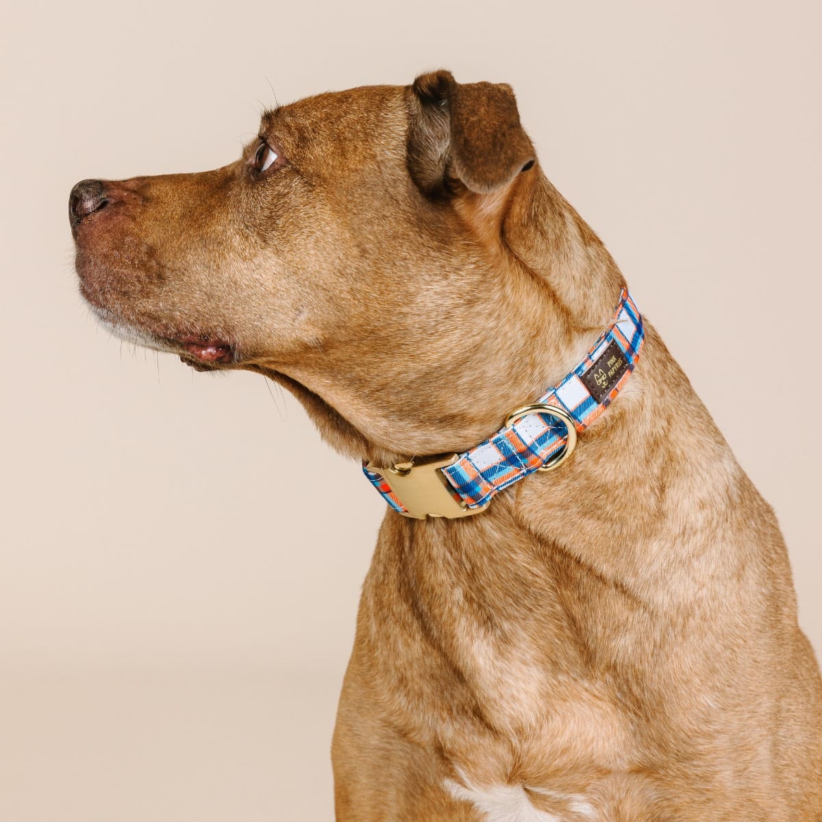 Ringo dog collar — additional photo 3