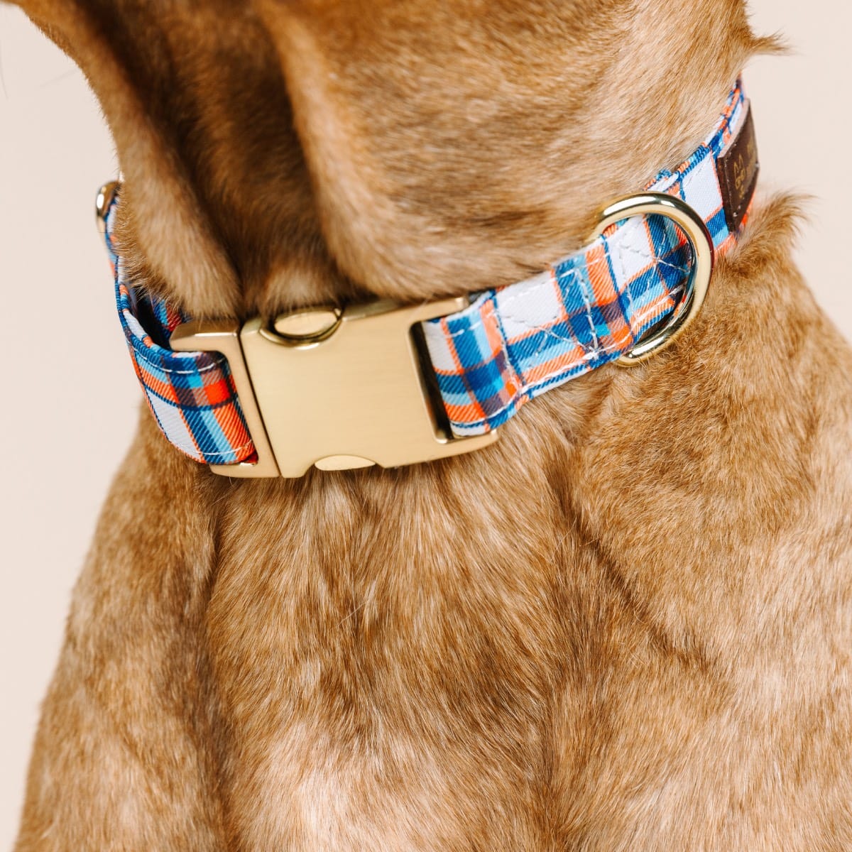 Ringo dog collar — additional photo 4