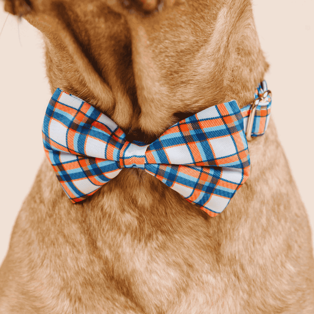 Ringo dog bow tie — additional photo 4